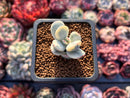 Cotyledon 'Orbiculata' Variegated 1" Small Succulent Plant