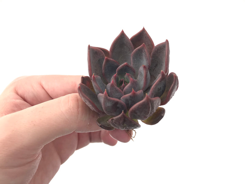 Echeveria Agavoides 'Magic Plot' 2" Rare Succulent Plant