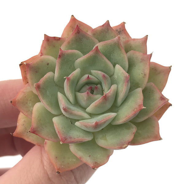 Echeveria 'Pink Tips' 2" Succulent Plant