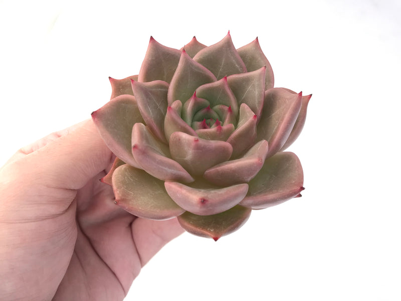 Echeveria Agavoides sp. Selected Clone 4" Succulent Plant