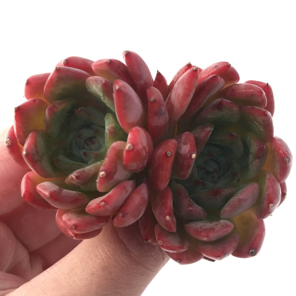 Echeveria 'Cortes' Cluster 3" Succulent Plant