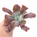 Echeveria 'Linguas' 4" Succulent Plant