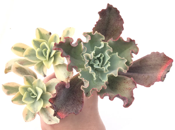 Echeveria 'Japan Moon River' Variegated Cluster 8" Succulent Plant