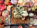 Graptoveria 'Fred Ives' Variegated 1" Succulent Plant