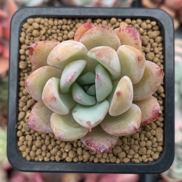 Echeveria 'Chiyo' 1”-2" Succulent Plant