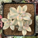 Graptoveria 'Titubans' Variegated 2” Succulent Plant