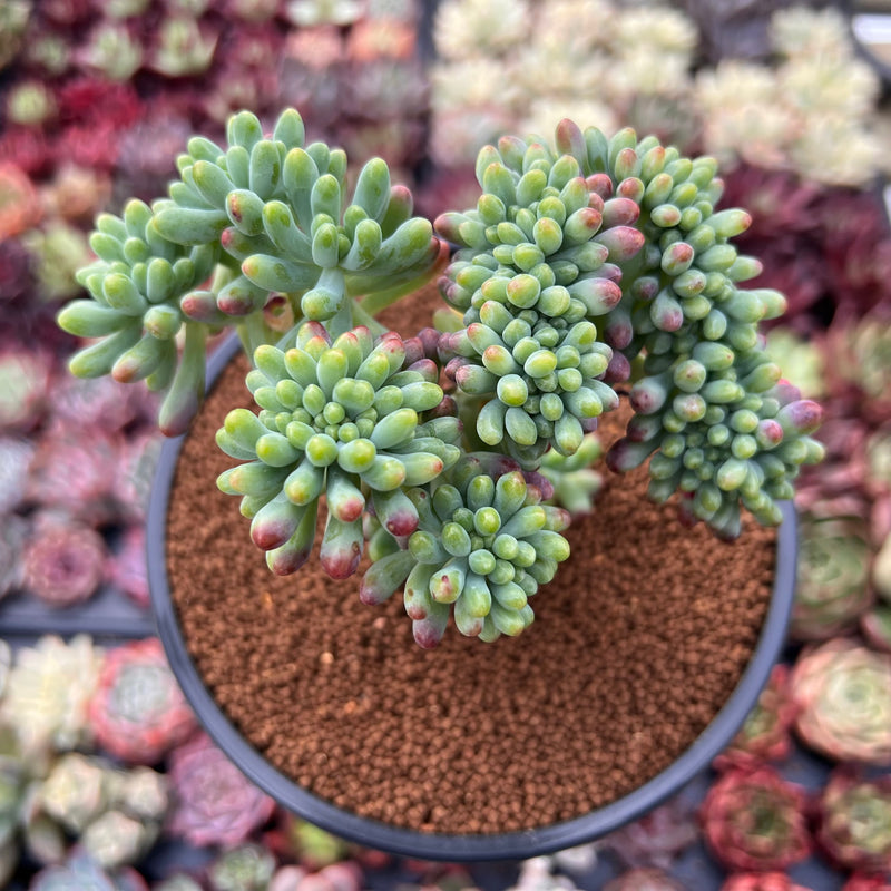 Sedum 'Pachyphyllum' Crested 3" Succulent Plant