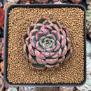 Echeveria sp. 3" Succulent Plant