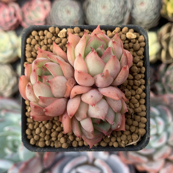 Echeveria Agavoides 'Pink Dragon' 2" Small Succulent Plant