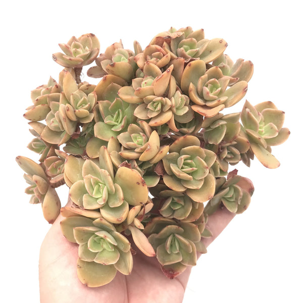 Echeveria 'Silk Veil' Crested Cluster Large 7" Succulent Plant