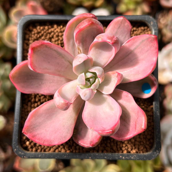 Graptoveria 'Mrs. Richards' Variegated 2" Succulent Plant