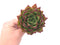 Echeveria Agavoides 'Ebony’ 4” Rare Succulent Plant