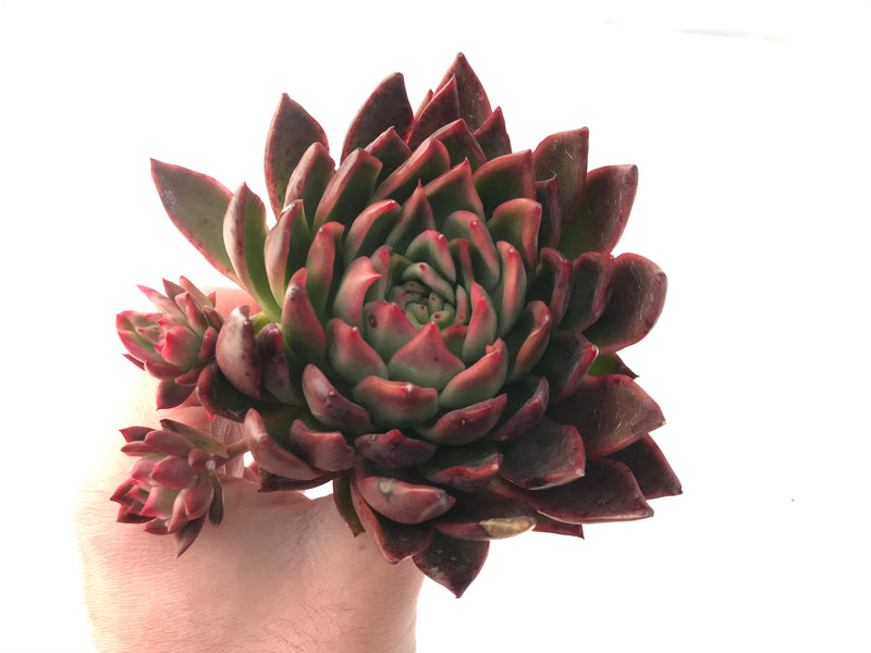 Echeveria Agavoides 'Prolifera' Hybrid Large 8" Succulent Plant