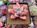 Graptoveria 'Ruby Donna' 3"-4" Succulent Plant