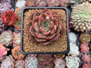 Echeveria Agavoides sp. 2" Succulent Plant