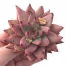 Echeveria Agavoides Sirius 3” Rare Succulent Plant