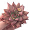 Echeveria Agavoides Sirius 3” Rare Succulent Plant