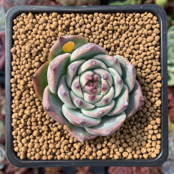 Echeveria 'Momotarou' 1"-2" Succulent Plant