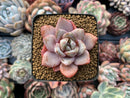 Echeveria Agavoides 'German Champaign' 3" Succulent Plant