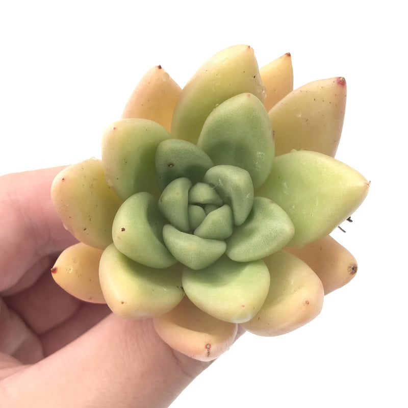 Graptoveria 'Donna' Yellow Selected Clone 2"-3" Rare Succulent Plant