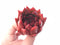 Echeveria Agavoides Red Maria 3” Rare Succulent Plant