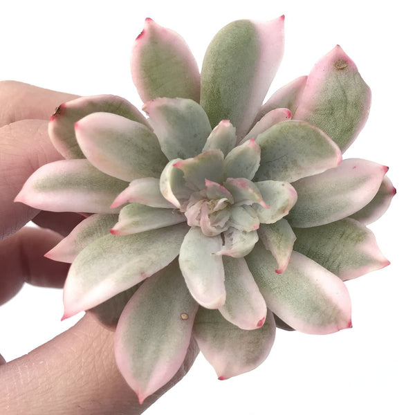 Echeveria 'White Snow' Variegated 2" Succulent Plant