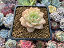 Echeveria 'Fun Queen' 1"-2" Succulent Plant