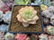 Echeveria 'Fun Queen' 1"-2" Succulent Plant