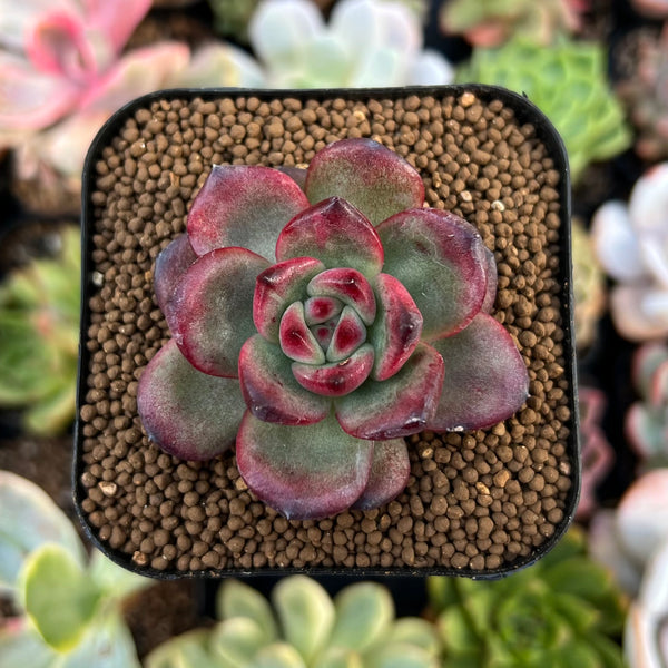 Echeveria Agavoides 'Tim' 1" Succulent Plant