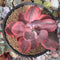 Echeveria 'Angel Wings' Variegated 4" Succulent Plant