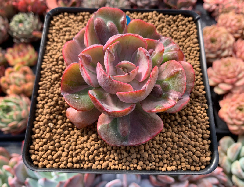 Echeveria 'Beyonce' Hearts Delight Variegated 4" Rare Succulent Plant