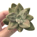 Echeveria 'Xichuensis' 2"-3" Succulent Plant