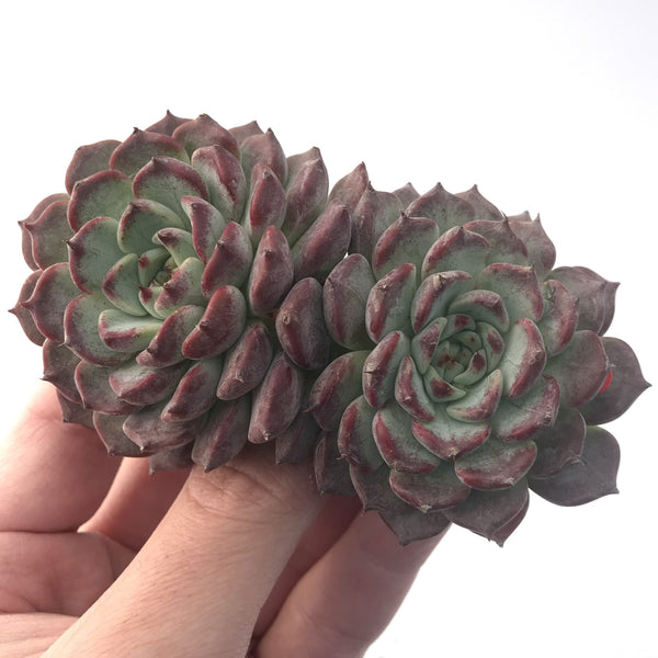 Echeveria 'Sarahime' 5" Large Succulent Plant