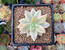 Graptopetalum 'Paraguayensis Awayuki' Highly Variegated 2" Succulent Plant