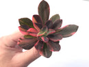 Echeveria 'Hanaikada' Variegated 3" Succulent Plant