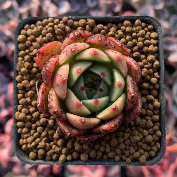 Echeveria Agavoides 'Black Sapphire' 1" Succulent Plant