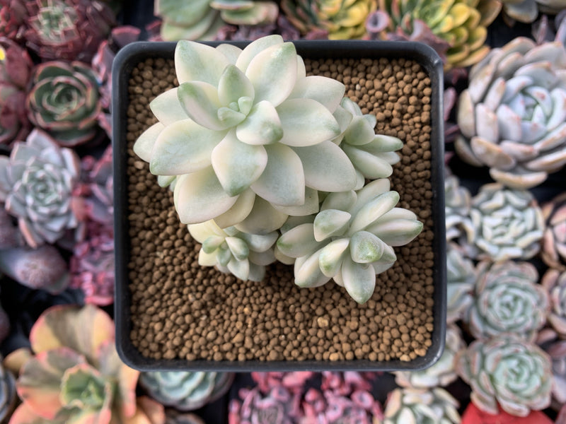 Graptoveria 'Titubans' Variegated Cluster 5" Succulent Plant