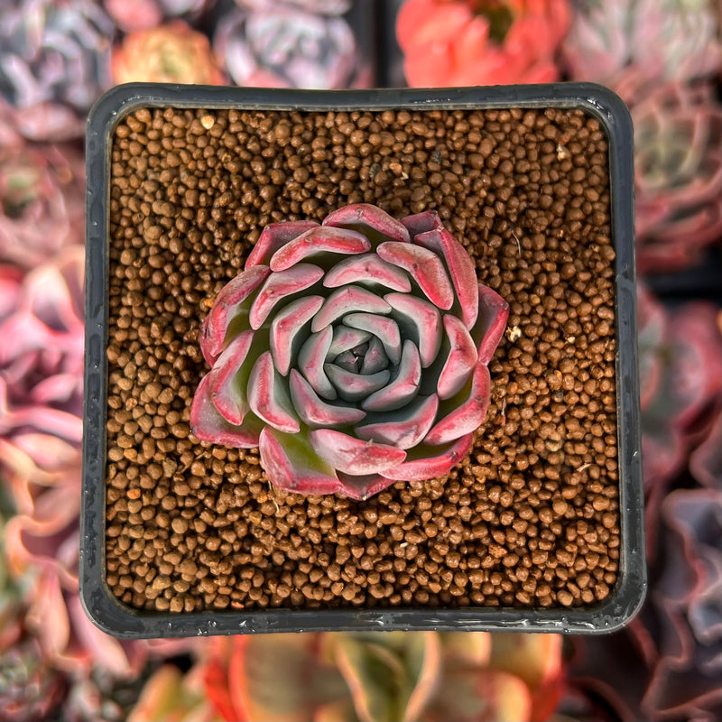 Echeveria 'Black Swan' 1" Succulent Plant