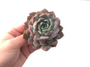 Echeveria 'Amazing Grace' 4" Succulent Plant