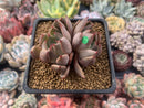 Echeveria Agavoides 'Magic Plot' 2" Succulent Plant