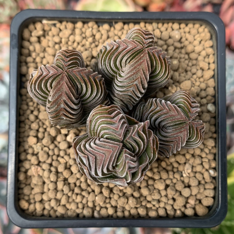 Crassula 'Buddha's Temple' 2"-3" Succulent Plant