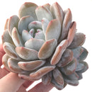 Echeveria 'Orange Monroe' 4"-5" Cluster Powdery Succulent Plant