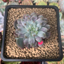 Sedeveria 'Blue Elf' Variegated 1" Succulent Plant