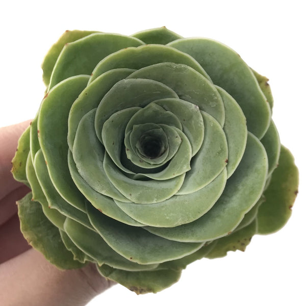 Greenovia Diplocycla Var. Gigantea 3" Succulent Plant