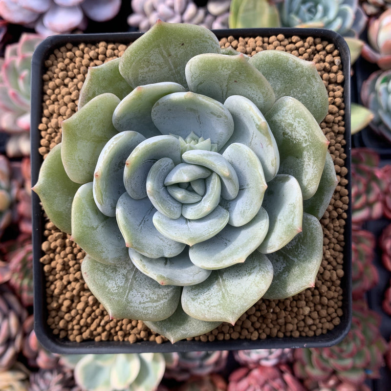 Echeveria 'Snow Shower' 3" Powdery Succulent Plant