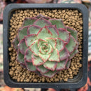 Echeveria 'Dancing Bird' 1" Succulent Plant