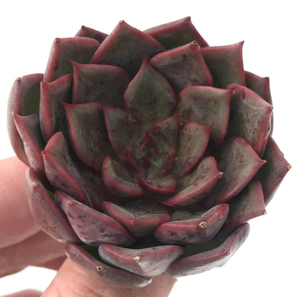 Echeveria 'Spicy Queen' New Hybrid 3" Succulent Plant