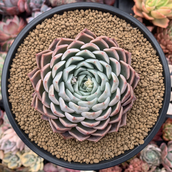 Echeveria 'Cuspidate Menchaca' 4" Succulent Plant