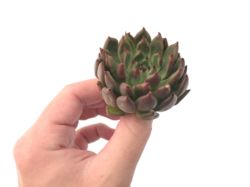 Echeveria Agavoides 'Golden Bear' 2"-3" Succulent Plant