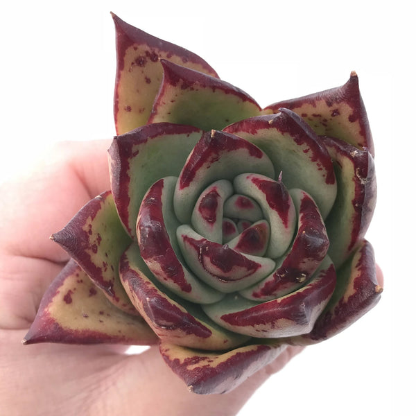 Echeveria Agavoides Mexican Maria 3” Rare Succulent Plant